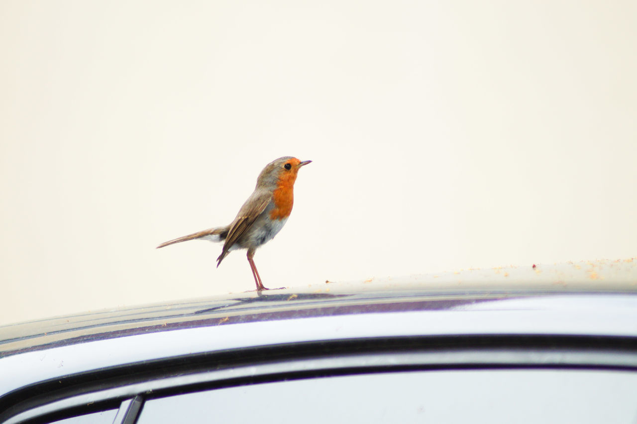 VIEW OF BIRD PERCHING ON CAR