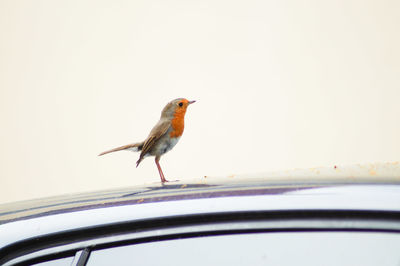 Bird perching on a car