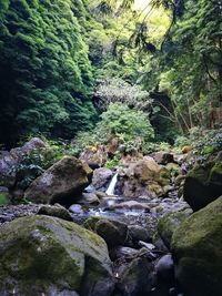 Stream flowing through rocks in forest