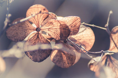 Close-up of leaves against blurred background