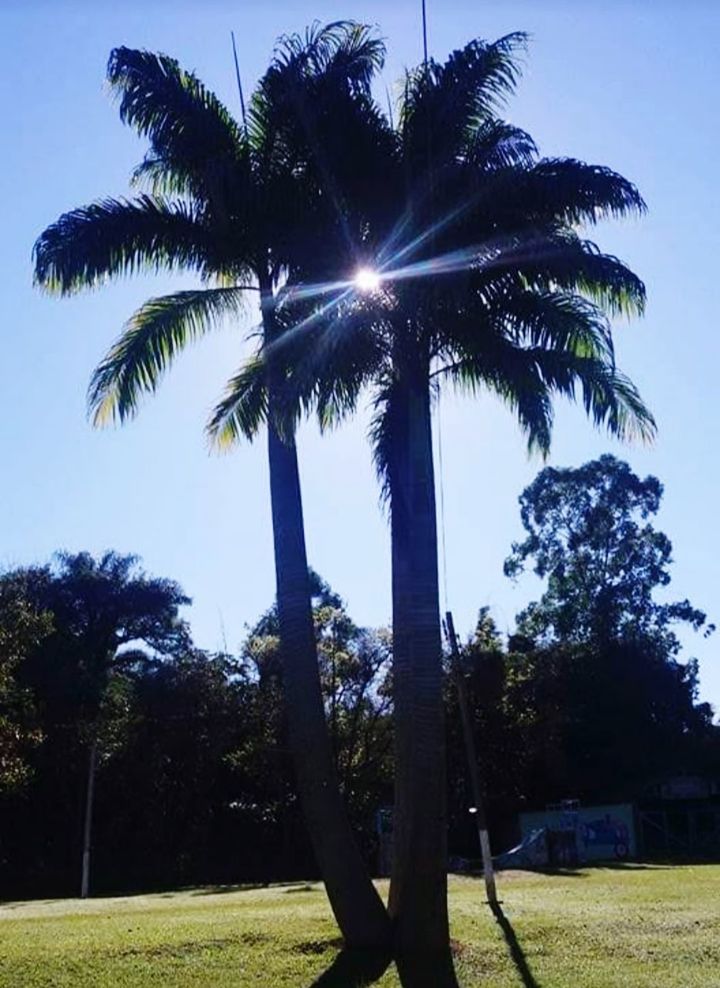 tree, plant, palm tree, sky, tropical climate, nature, grass, sunlight, borassus flabellifer, tree trunk, no people, growth, trunk, leaf, beauty in nature, sunny, outdoors, tranquility, blue, flower, land, clear sky, sun, day, green, back lit, tropical tree, environment, wind, lens flare, coconut palm tree, silhouette, low angle view, tranquil scene, scenics - nature