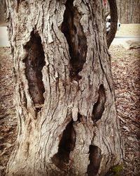 Close-up of tree trunk