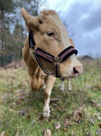 Close-up of cow standing on field