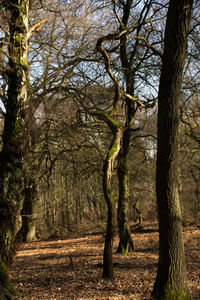 Bare trees in forest