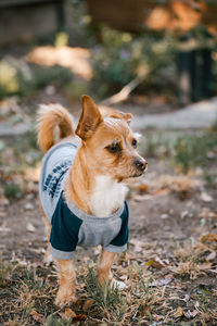 Dog looking away on field