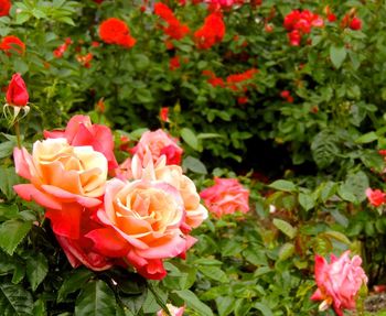 Close-up of pink roses blooming outdoors