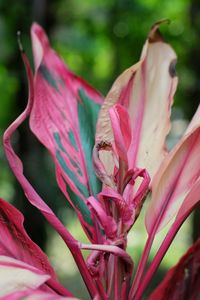 Close-up of pink flower