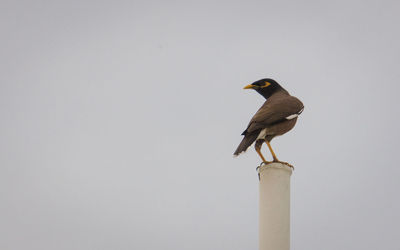 Close-up of bird perching on pole against clear sky