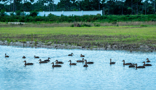 Ducks swimming in lake