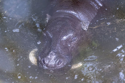 Close-up of crocodile