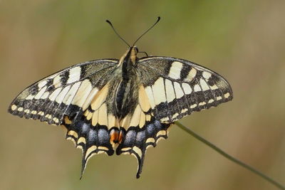 Close-up of butterfly on flower