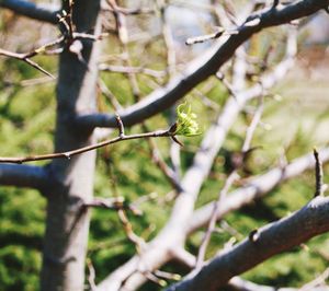 Close-up of branches against blurred background