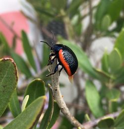 Close-up of insect on plant