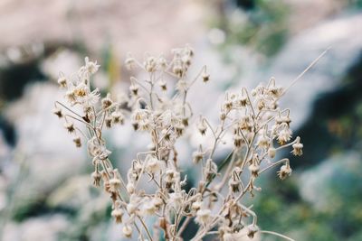 Close-up of white flowering plant