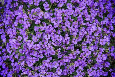 Full frame shot of purple flowers blooming outdoors