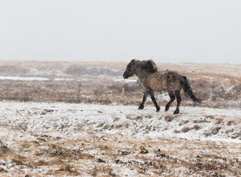 Horse walking on snow covered land during snowfall