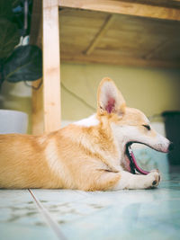 Close-up of a dog resting