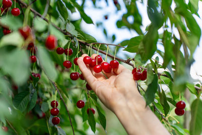 Low angle view of red berries growing on tree