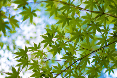 Low angle view of leaves on tree