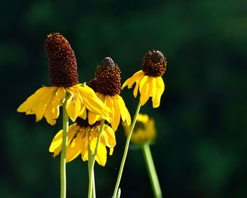 Close-up of yellow flowering plant