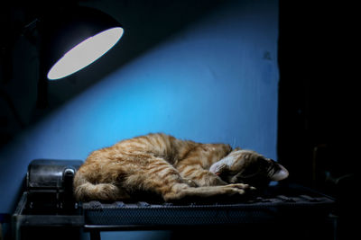 Cat sleeping