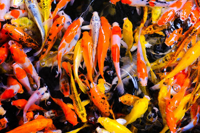 High angle view of koi carps swimming in lake