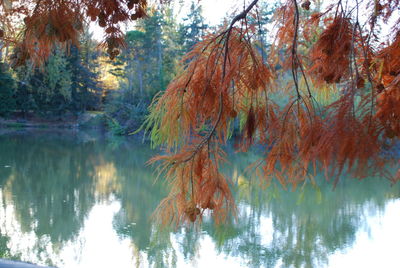 Reflection of trees in lake