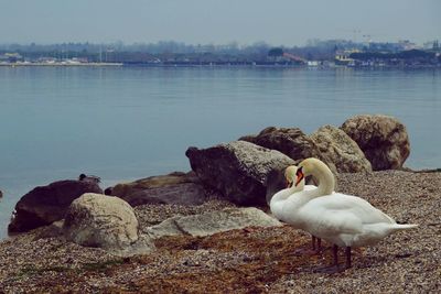 Ducks on rock by lake