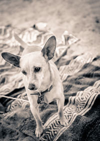 High angle portrait of dog on land