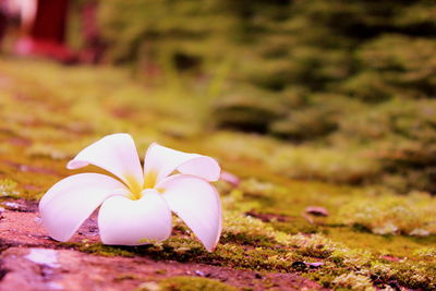 Close-up of white flowering plant on land