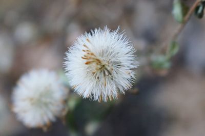 Close-up of white flower