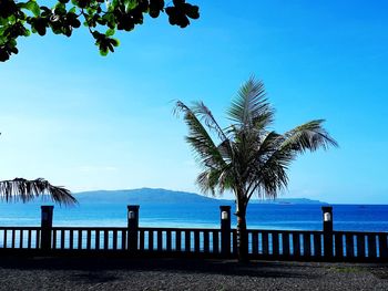 Palm trees on beach against blue sky