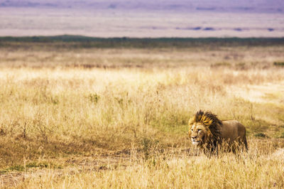 Lioness running on field