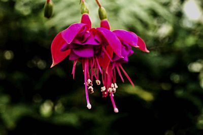 Close-up of pink flower blooming outdoors