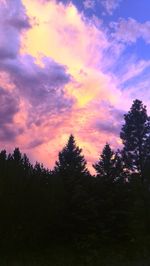 Low angle view of silhouette trees against sky during sunset