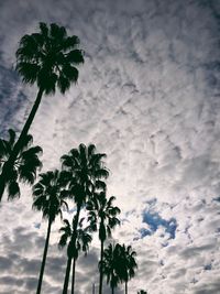 Low angle view of silhouette coconut palm tree against sky