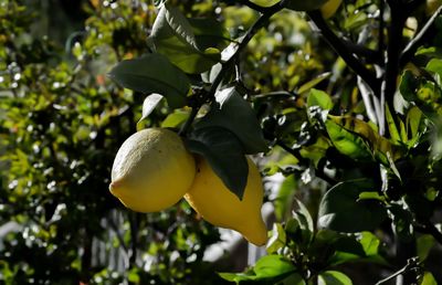 Close-up of fruit growing on tree