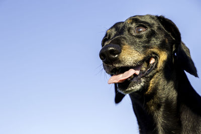 Close-up of dog looking away against clear sky