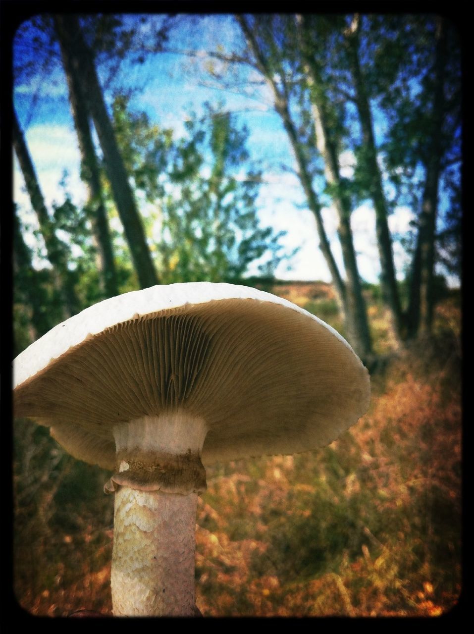 tree, transfer print, mushroom, growth, nature, forest, fungus, auto post production filter, focus on foreground, close-up, beauty in nature, tranquility, tree trunk, field, no people, selective focus, day, outdoors, toadstool, sunlight