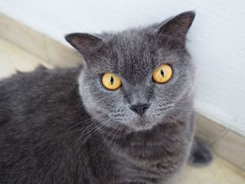 High angle portrait of gray cat at home