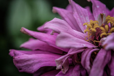 Close-up of pink rose flower
