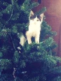 Cat on tree