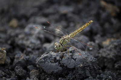 Close-up of insect on rock