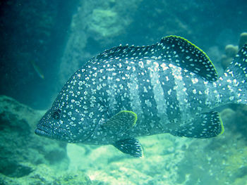 Close-up of fish swimming in sea