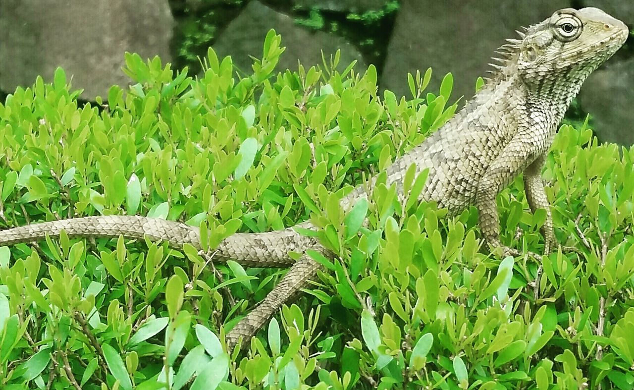 CLOSE-UP OF CRAB ON TREE