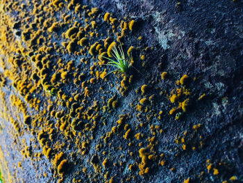 Close-up of lichen on rock