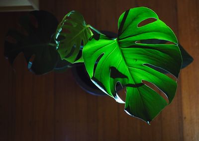 Close-up of green leaves on table