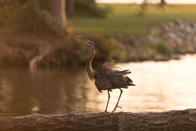 Bird perching on a rock