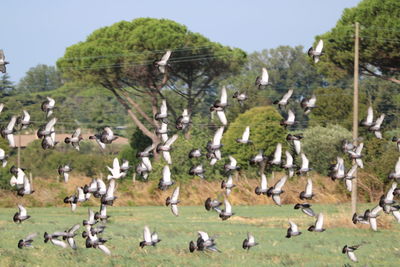 Flock of birds in a field