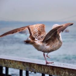 Bird perching on white background